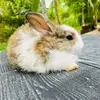 Snowy Daisy - @snowy.daisy3 - TikTok