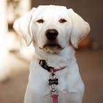 Daisy Snyder - @laserdaizer - Instagram
