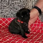 @daisysnyderthepug - Instagram