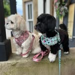 DAISY & SOCKS🌼🧦 - @daisy.socks_ourlhasaapsos - Instagram