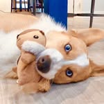 Daisy - @daisysocksthecorgi - Instagram