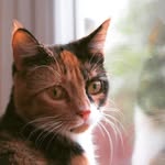 Daisy Socks - @daisy_socks_modelcat - Instagram