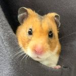 Daisy, Socks, Hammie, Phineas & Ferb - @ascslifescienceclasspets - Instagram