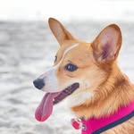 Daisy Tater Socks | Corgi - @daisy_tater_socks - Instagram
