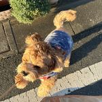 @daisylovesocks - Instagram
