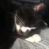 🐈‍⬛daisysocks🐈‍⬛ - @daisysocks17 - TikTok