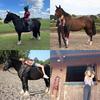 Millie,Daisy,socks,Spirit,Elf - @millie_daisy_horses_xoxo - TikTok