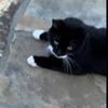 Neighbors cat - @ifounddaisysocks - TikTok