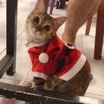 Tiệm Vớ (Tất) Daisy Và 🐱 Bơ - @daisy.socks - Instagram
