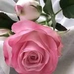 Daisy Solano - @daisy.solano.7547 - Instagram