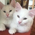 Daisy & Beau - @daisy_beau_spears - Instagram