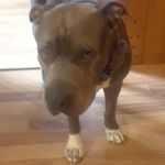 daisy spears - @daisy_da_doggo_14 - Instagram