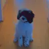 🐶💕 daisy 💕🐶 - @daisythe.springer - TikTok