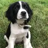 _daisythespringer - @_daisythespringer - TikTok