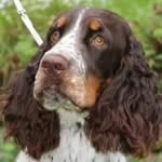 Anna &Daisy - @daisy.springerspaniel23 - Instagram