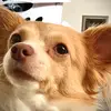 Benji da men - @daisyjerryspringer0 - TikTok