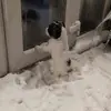 Crazy daisy 🐾🐶 - @daisy.the.springer01 - TikTok