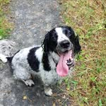 Crazy Daisy Springer Spaniel - @little_miss_wigglebum - Instagram