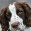 Crazy Daisy the springer - @springerspaniellife - TikTok