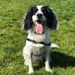 Daisy - 5 Years Old - @daisythespringerspaniels - Instagram