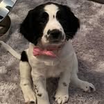 Daisy 🌸 - @daisy.springer.spaniel - Instagram