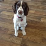 Daisy 🐾💖 - @daisy.springer1 - Instagram