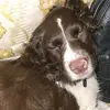 Daisy & Daisy - @springerspanieldaisy - TikTok