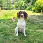 Daisy 🐕 - @daisy_springer_spaniel - Instagram