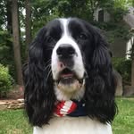 Daisy 🌼 - @daisy_the_springer_ - Instagram