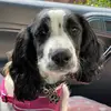 Daisy 🤍 - @daisy_thespringer - TikTok