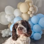Daisy 🌼 - @daisyhinchliffespringer - Instagram