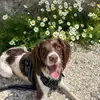Daisy 🐶 - @daisythespringer - TikTok