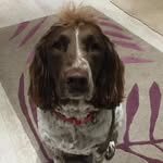 Daisy 🐶🐾 - @springer_daisy_ - Instagram
