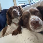 Daisy and Percy - @daisy.percy.springers - Instagram