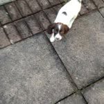 Daisy-Coco - @daisyspringer - Instagram