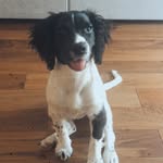 Daisy❤️ - @daisy.the.springer.xx - Instagram