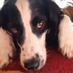 Daisy - @daisy_b_the_springer - Instagram