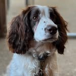 Daisy - @daisy_springer_dog - Instagram