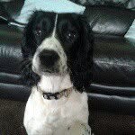 daisy - @daisy_springerspaniel - Instagram