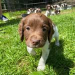 Daisy - @daisy_the.springer - Instagram