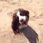 Daisy - @daisy_the_springer - Instagram