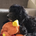 Daisy - @daisyspringerdoodle - Instagram