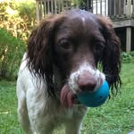 Daisy - @daisyspringerspaniel - Instagram