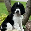 Daisy - @daisyspringerspaniel - TikTok