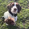 ✨daisy✨ - @daisytheweirdspringer - TikTok