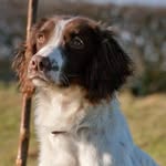 Daisy. I’m a springer spaniel - @daisythedoggo2022 - Instagram