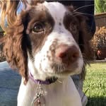 Daisy Lupo - @daisy.the.springer.spaniel - Instagram
