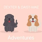 Daisy-mae & Dexter | Springers - @daisyanddexterspringerspaniels - Instagram