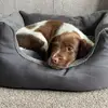 daisy_springerspaniel - @daisy_springerspaniel - TikTok