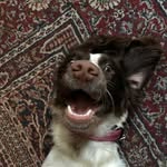 Daisy the dog - @daisy_the_springer_spaniel - Instagram